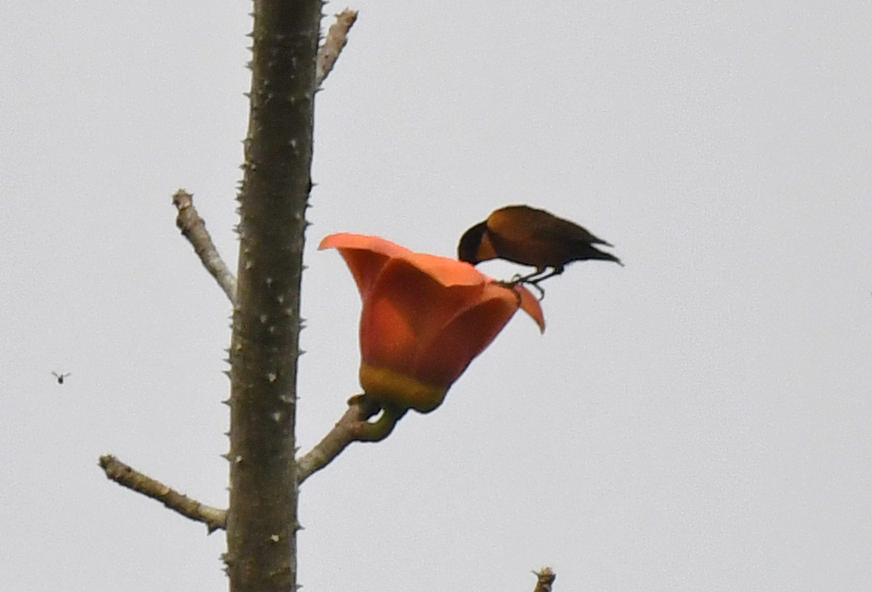 Buff-throated Sunbird (Chalcomitra adelberti), photo 6