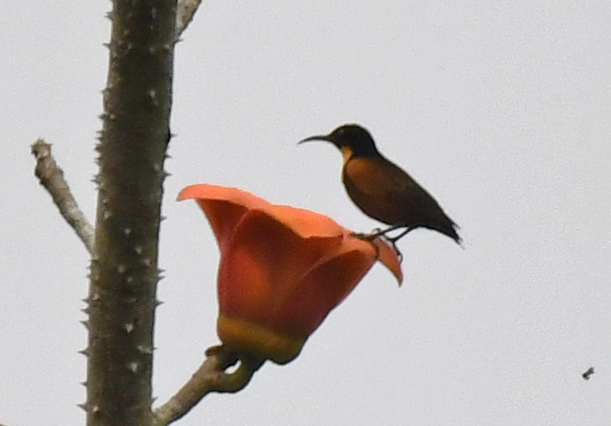 Buff-throated Sunbird (Chalcomitra adelberti), photo 2