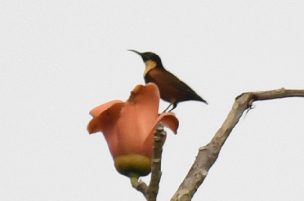 Buff-throated Sunbird (Chalcomitra adelberti), photo 1