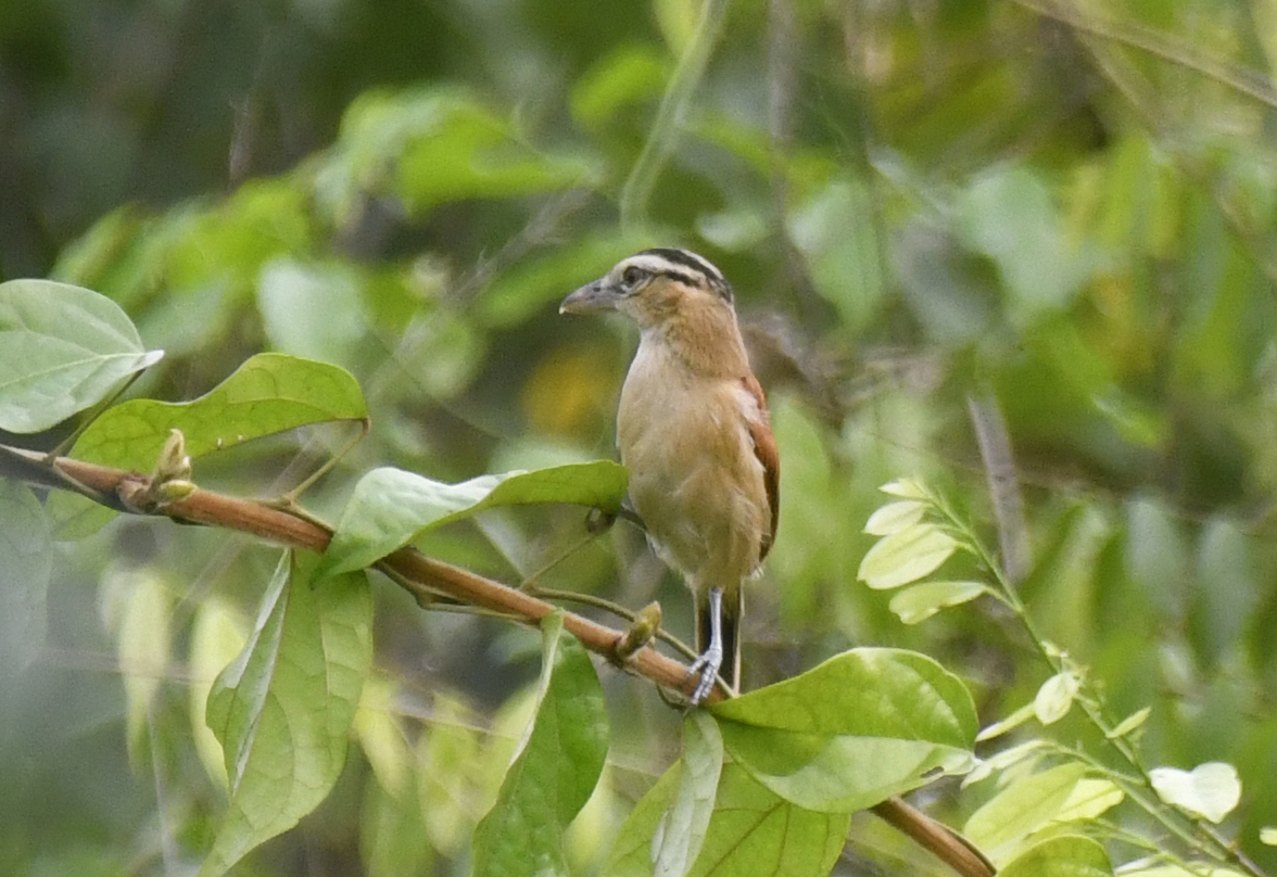 Marsh Tchagra (Bocagia minuta), photo 9