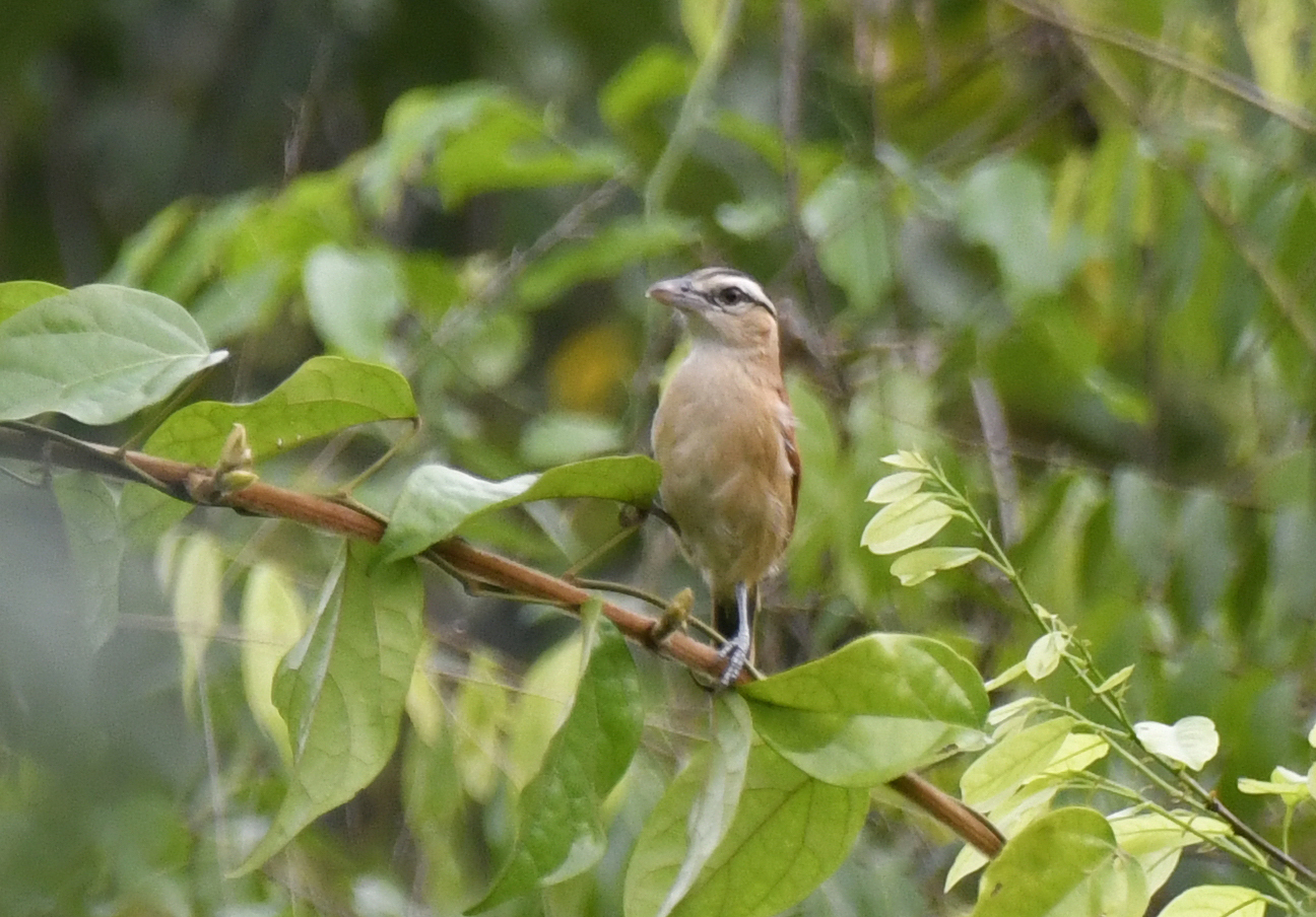 Marsh Tchagra (Bocagia minuta), photo 10