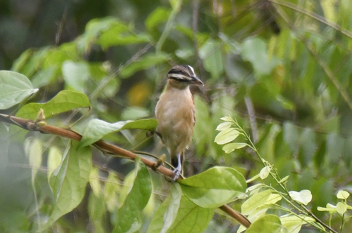 Marsh Tchagra (Bocagia minuta), photo 1