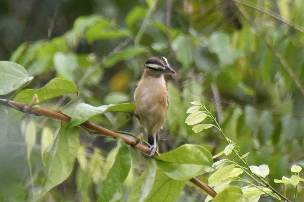 Marsh Tchagra (Bocagia minuta), photo 1