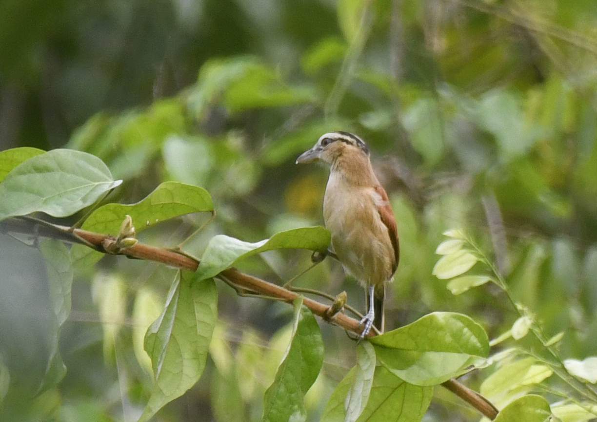 Marsh Tchagra (Bocagia minuta), photo 8