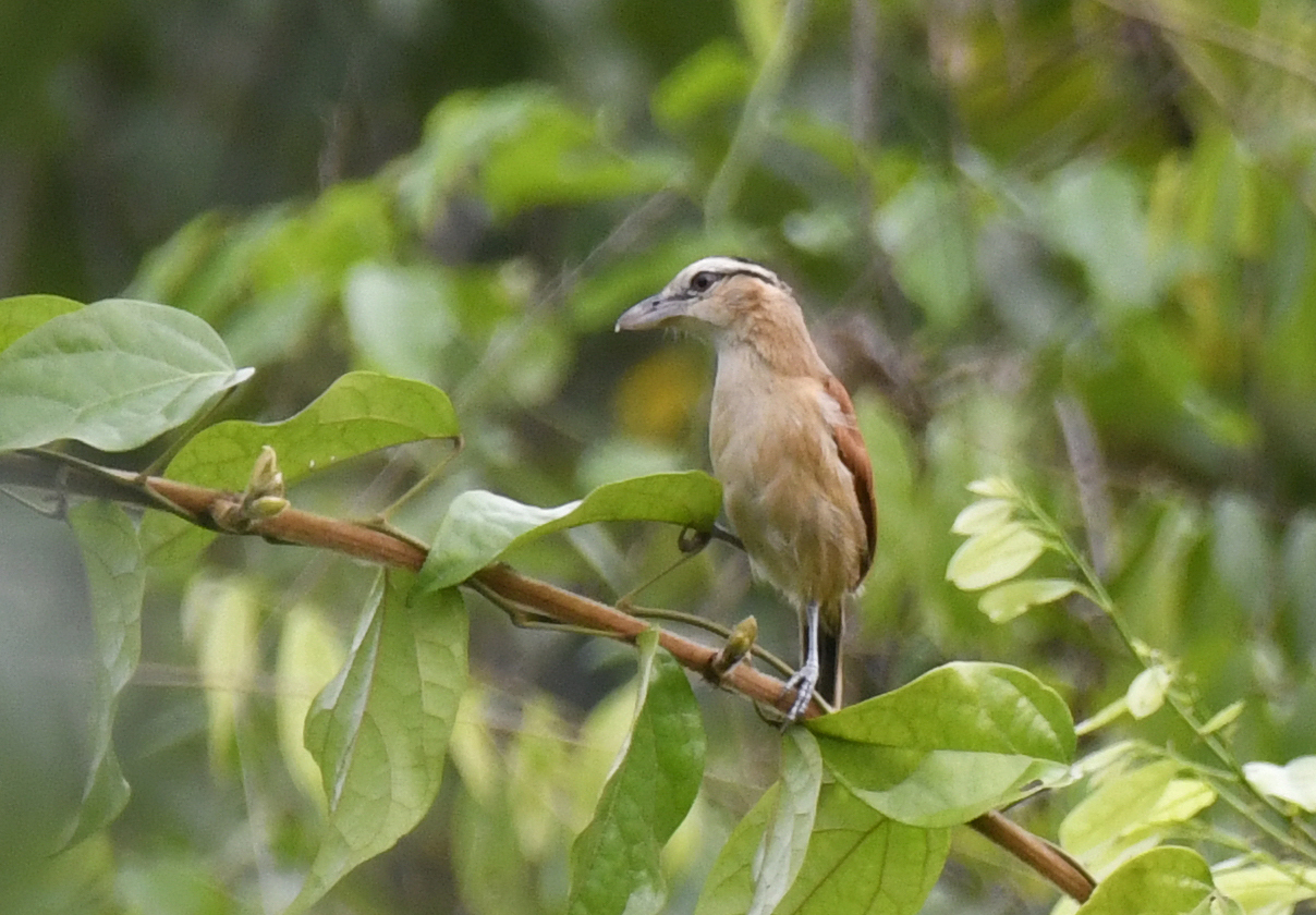 Marsh Tchagra (Bocagia minuta), photo 2