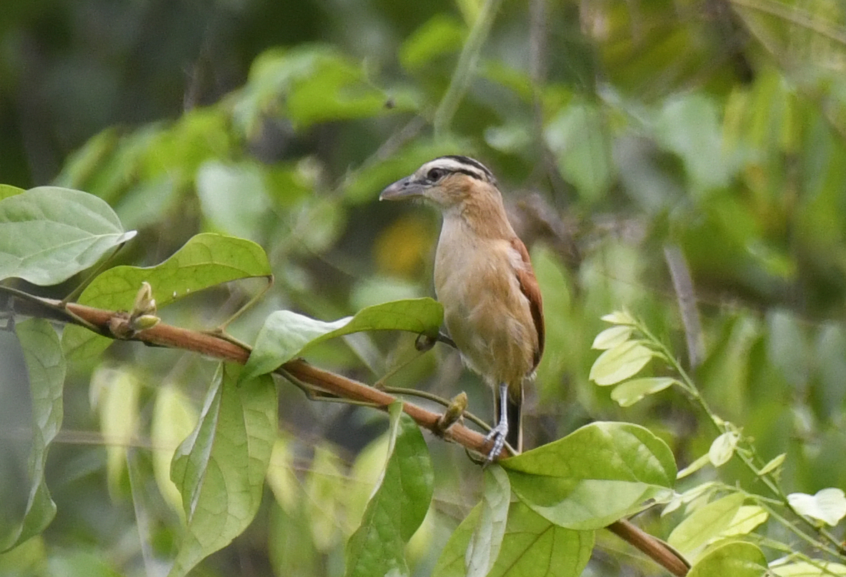 Marsh Tchagra (Bocagia minuta), photo 7
