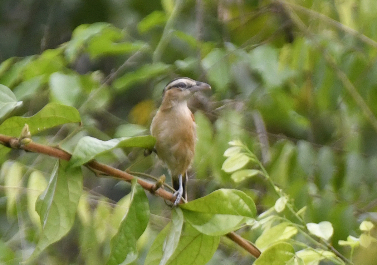 Marsh Tchagra (Bocagia minuta), photo 6
