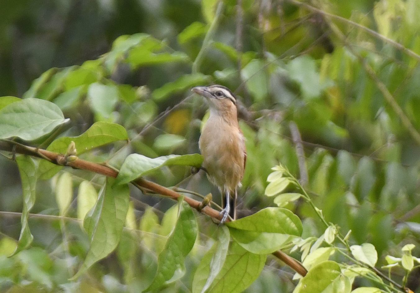 Marsh Tchagra (Bocagia minuta), photo 4