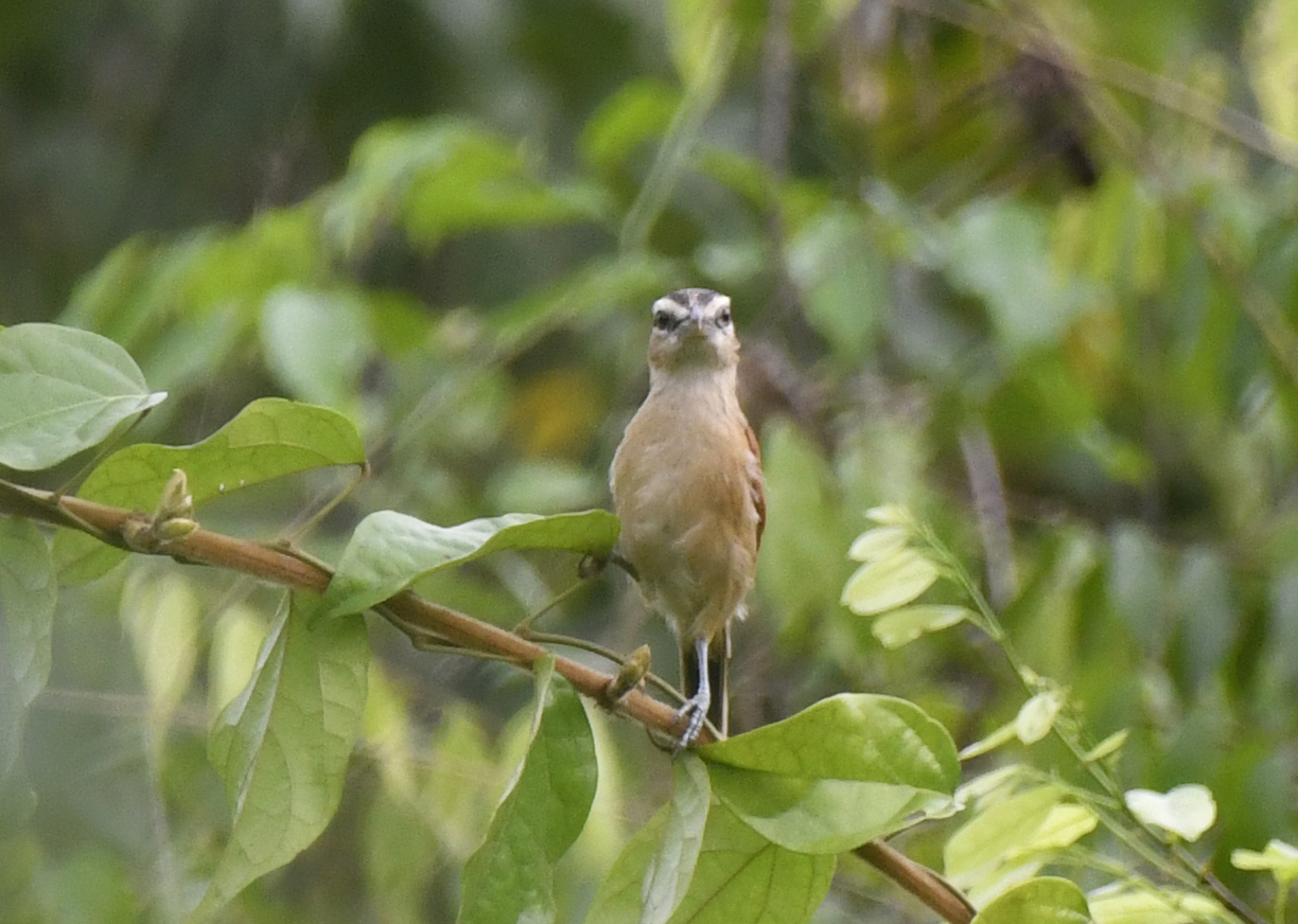 Marsh Tchagra (Bocagia minuta), photo 5