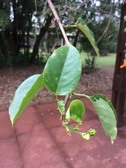 Passiflora alata