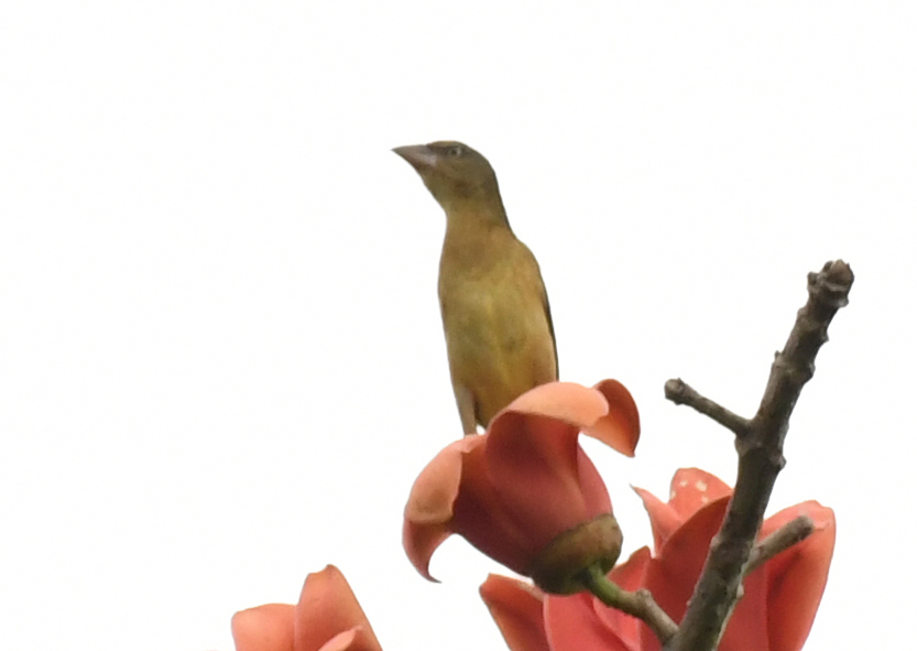 Chestnut-and-black Weaver (Ploceus castaneofuscus), photo 3
