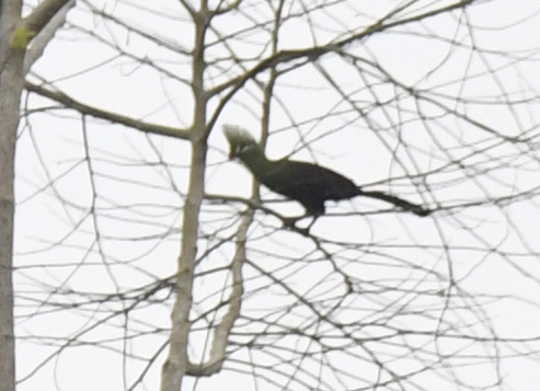 Guinea Turaco (Tauraco persa), photo 4