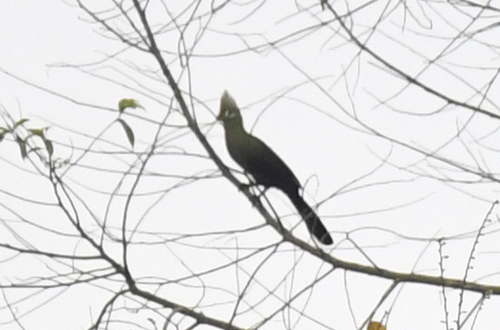 Guinea Turaco (Tauraco persa), photo 5
