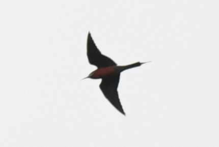 Rosy Bee-eater (Merops malimbicus), photo 2