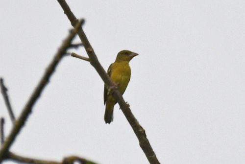 Chestnut-and-black Weaver (Ploceus castaneofuscus)