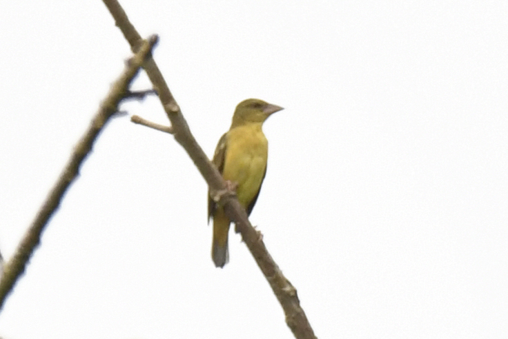 Chestnut-and-black Weaver (Ploceus castaneofuscus), photo 2