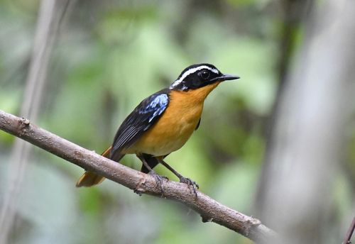 Blue-shouldered Robin-Chat (Cossypha cyanocampter), photo 2