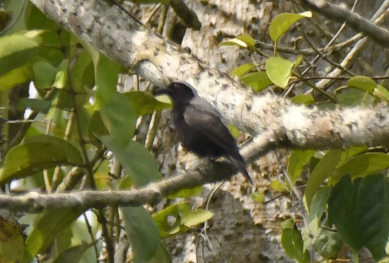 Grey-headed Nigrita (Nigrita canicapillus), photo 1