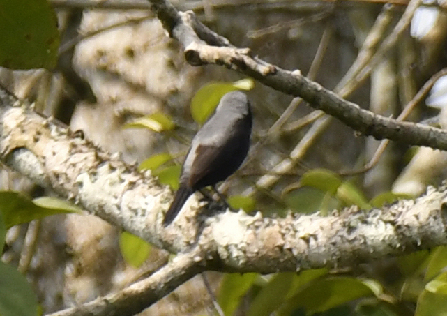 Grey-headed Nigrita (Nigrita canicapillus), photo 5