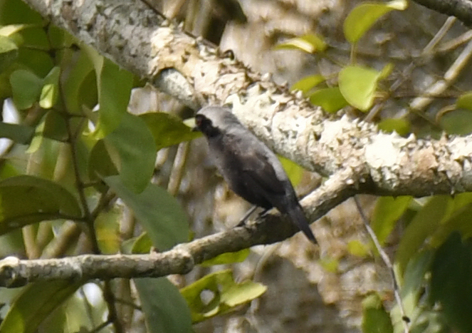 Grey-headed Nigrita (Nigrita canicapillus), photo 2