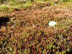 Polytrichum piliferum