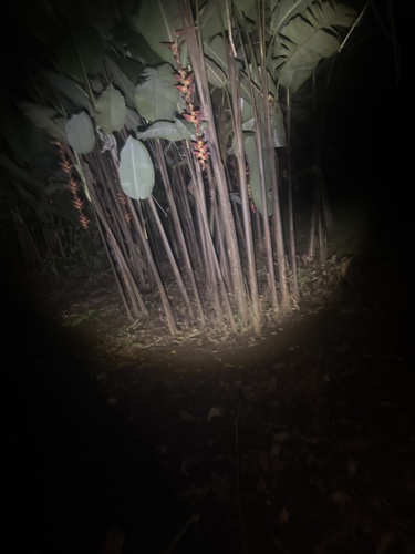 Foto de Bananeira-do-brejo