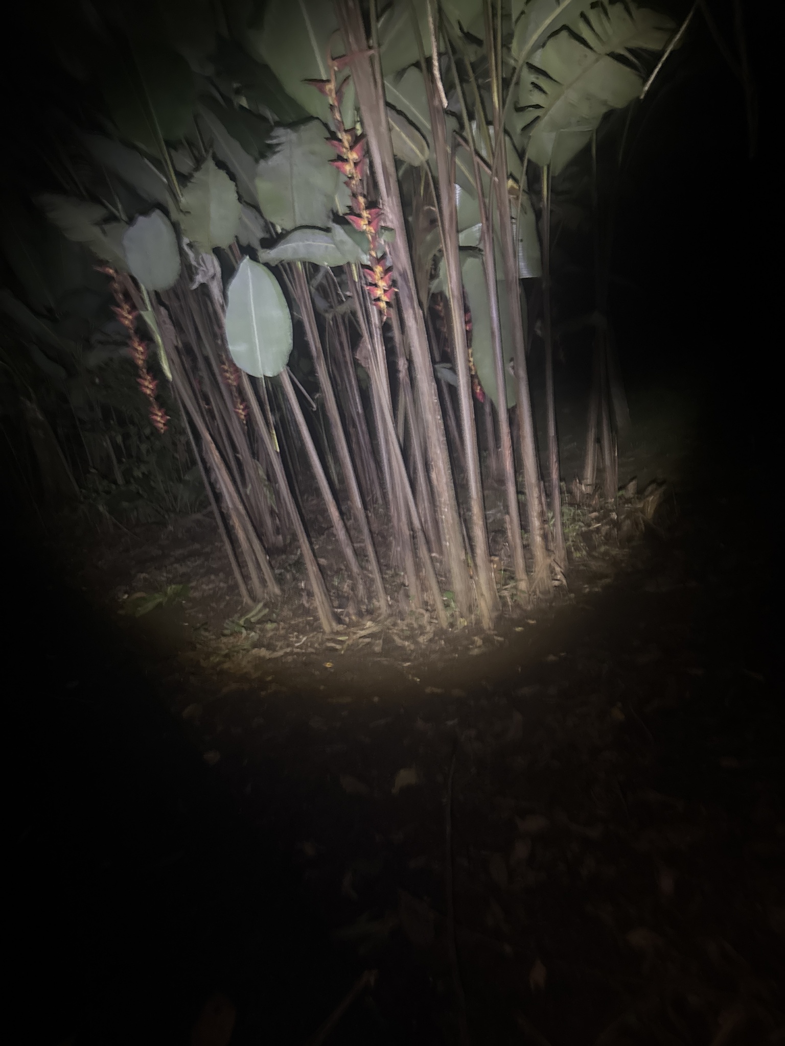 Imagem de Bananeira-do-brejo