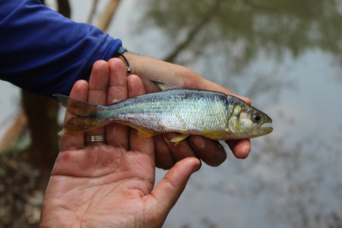 Parana sabretooth tetra (Oligosarcus paranensis) — Characidae
