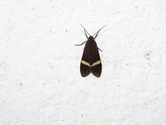 Aclytia gynamorpha