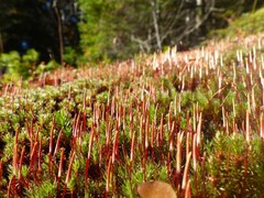 Polytrichum piliferum