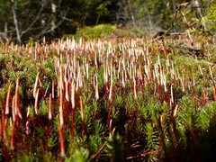 Polytrichum piliferum