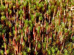 Polytrichum piliferum
