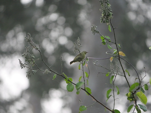 iNaturalist image