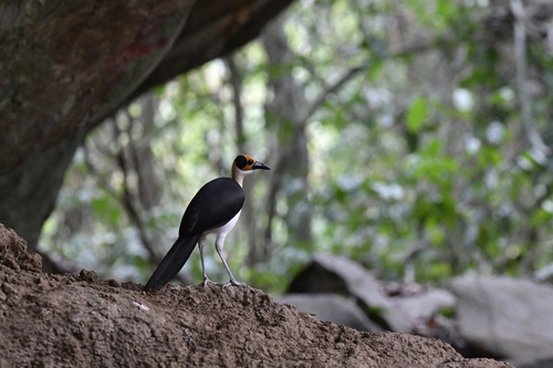 White-necked Rockfowl (Picathartes gymnocephalus), photo 2