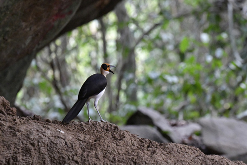White-necked Rockfowl (Picathartes gymnocephalus)