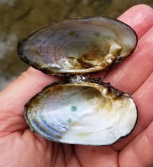 Alasmidonta undulata