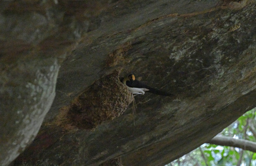 White-necked Rockfowl (Picathartes gymnocephalus), photo 8