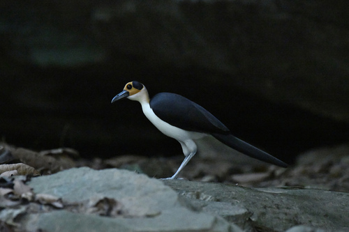 White-necked Rockfowl (Picathartes gymnocephalus), photo 7