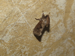 Acrolophus cossoides