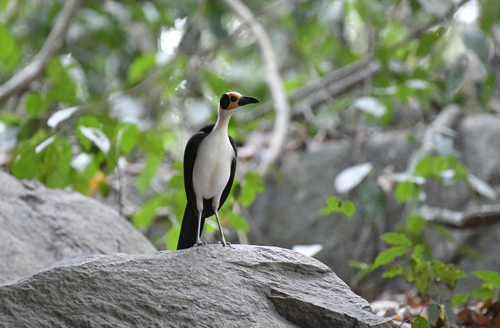 White-necked Rockfowl (Picathartes gymnocephalus), photo 9
