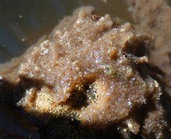 Spongillidae