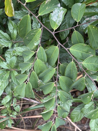 Securidaca inappendiculata observed 2025-02-22