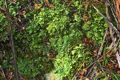 Podostictina pickeringii