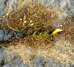 Podostemum ceratophyllum