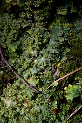 Podostictina pickeringii