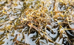Podostemum ceratophyllum