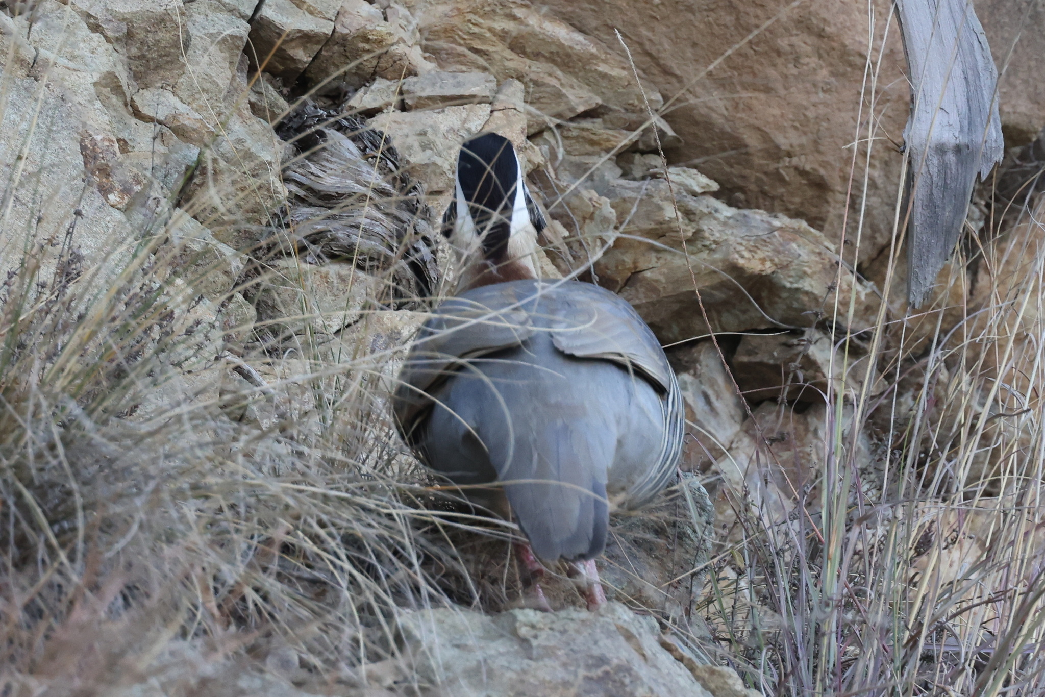 Arabian Partridge (Alectoris melanocephala), photo 7