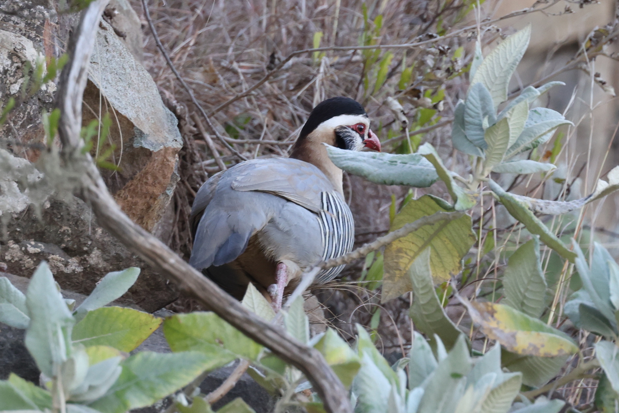 Arabian Partridge (Alectoris melanocephala), photo 9