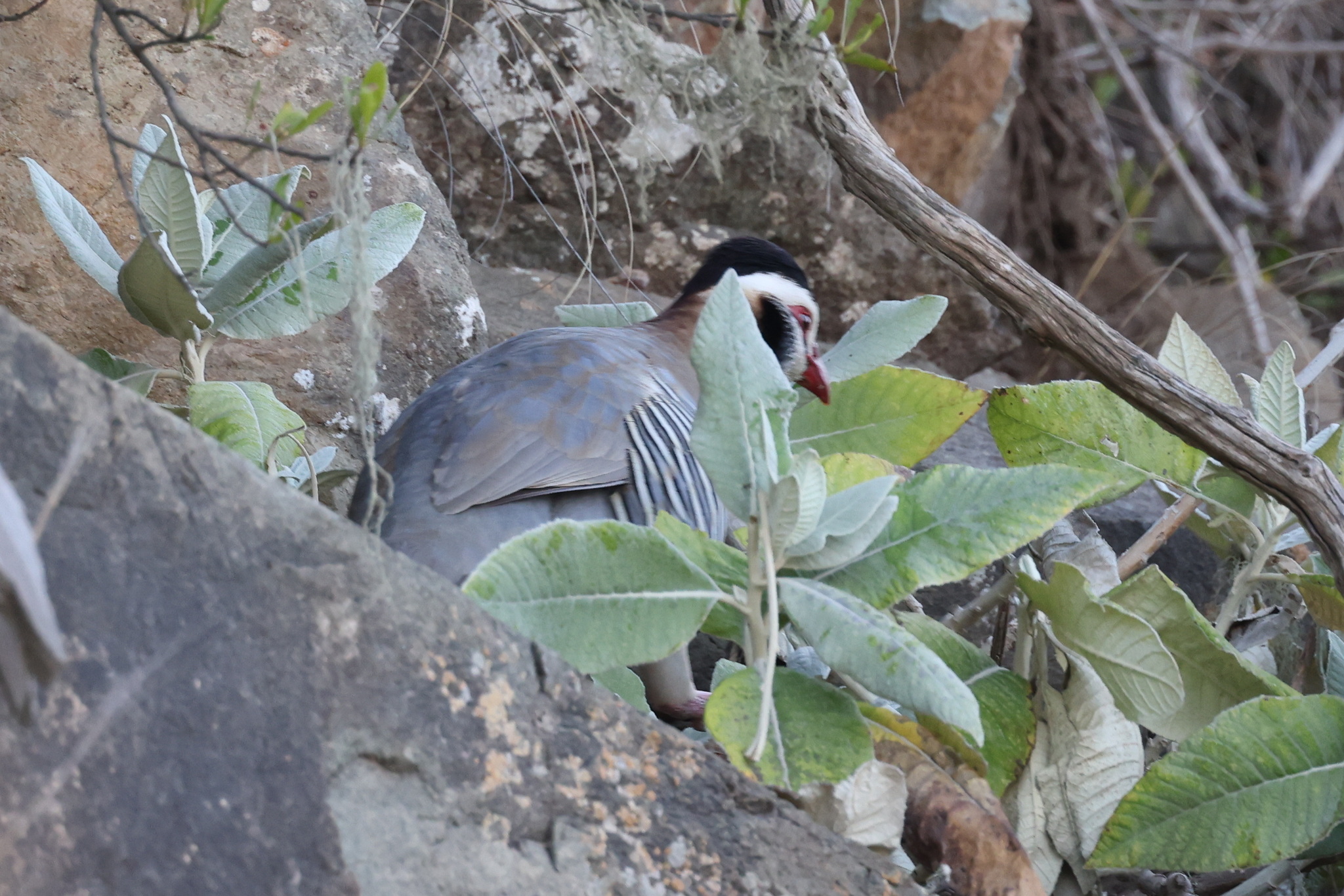 Arabian Partridge (Alectoris melanocephala), photo 8