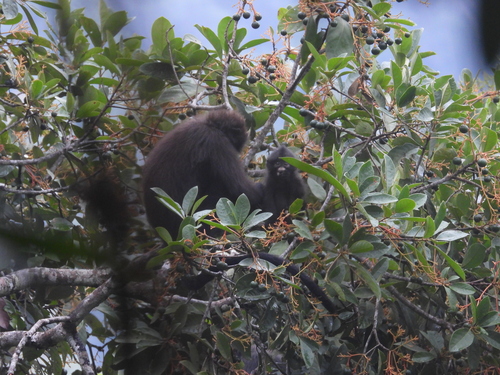 Robinson's Banded Langur